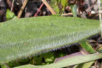 Pineland plantain